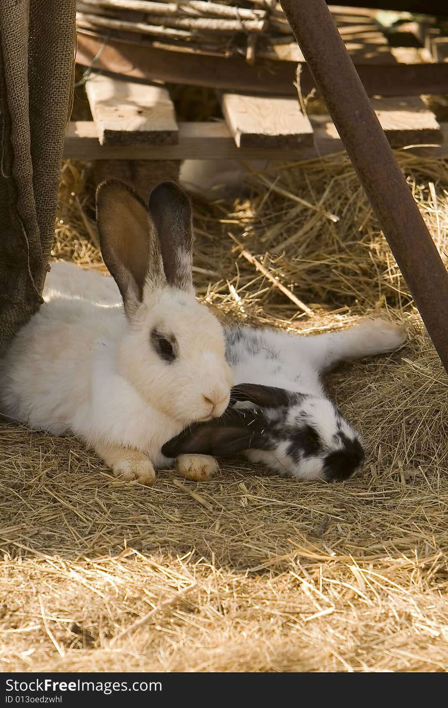 Two rabbits on a farm