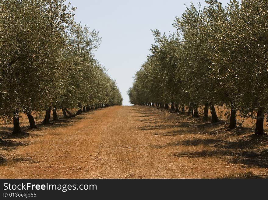 Olives tree in colored field at Istria Croatia