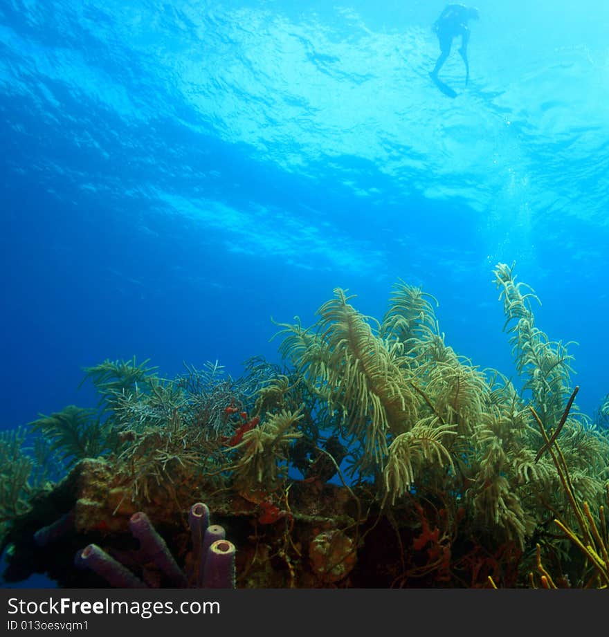 Underwater wreck of the price albert covered with coral. Underwater wreck of the price albert covered with coral