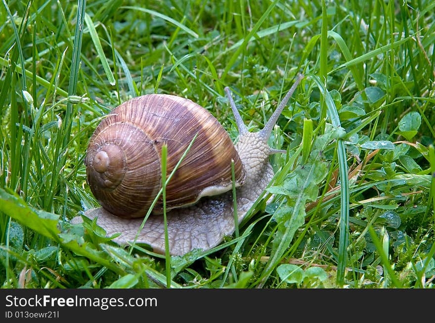 Big snail  on a green grass with one  pairs of  tentacles on their heads