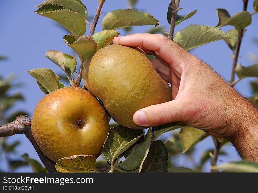 Harvest of Reneta apples