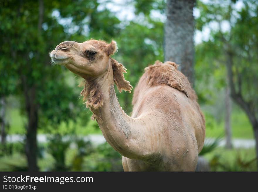 Camel