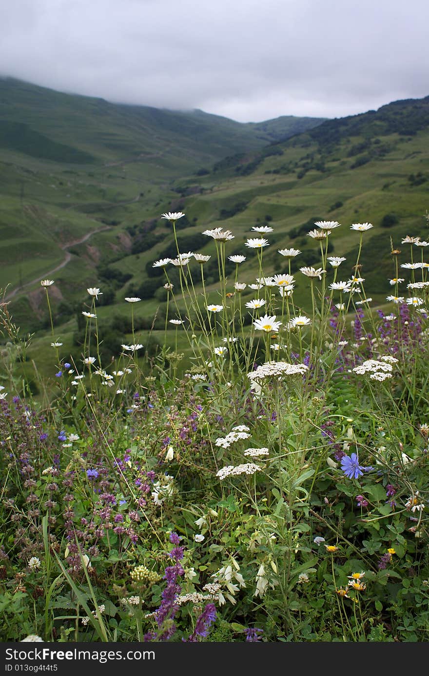 Flowers to mountains