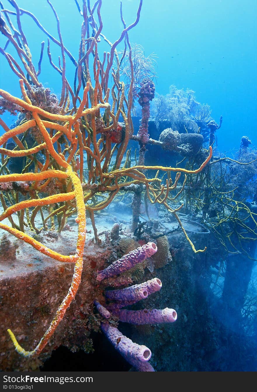 Underwater wreck of the price albert covered with coral