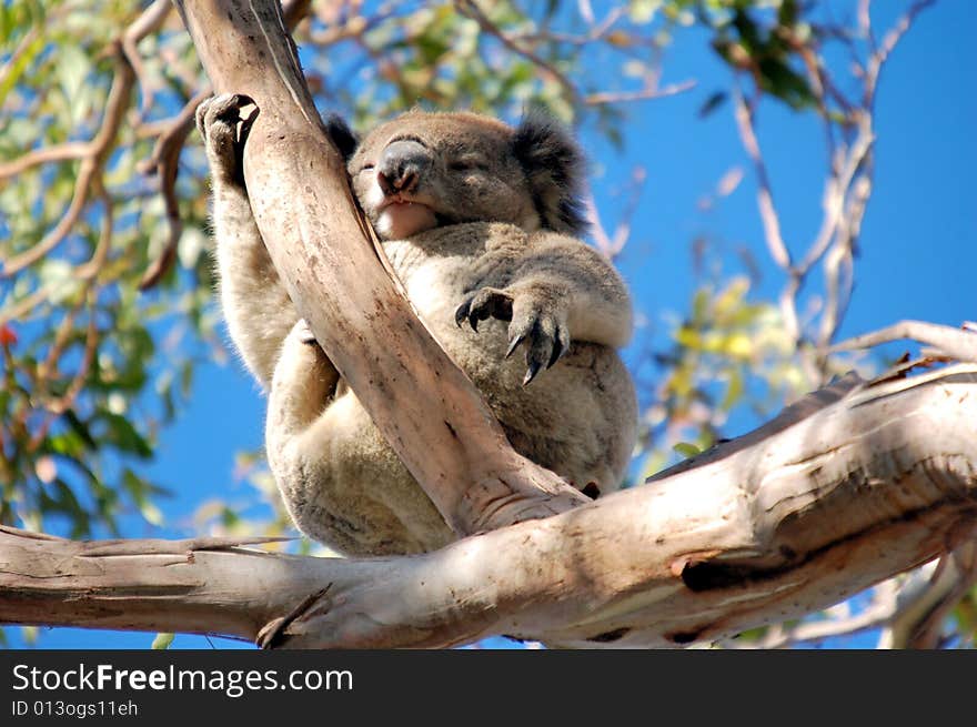 Sleeping Koala