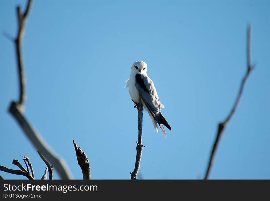 Letter Winged Kite looking me