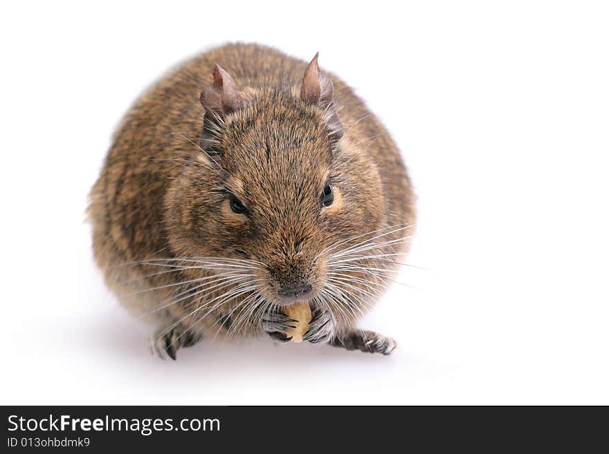 Photo of small degu during usual acts