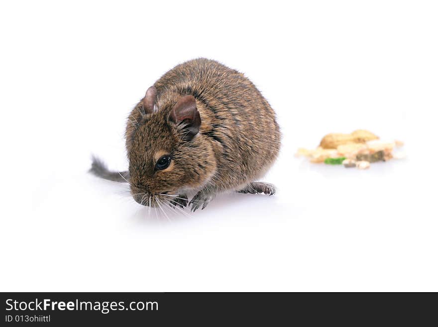 Photo of small degu during usual acts