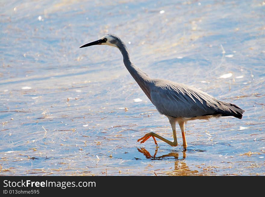 White Faced Heron walking on lagoon