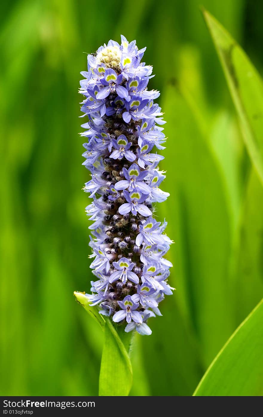 On its pillar, there is many small flowers. On its pillar, there is many small flowers.