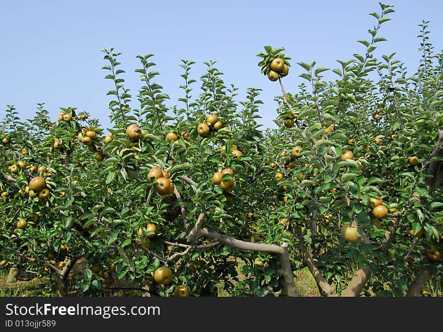 Reneta apple Tree, in Bombarral, portugal