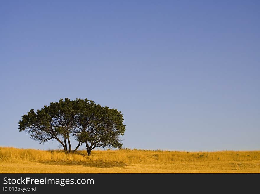 Lonely tree on ski background