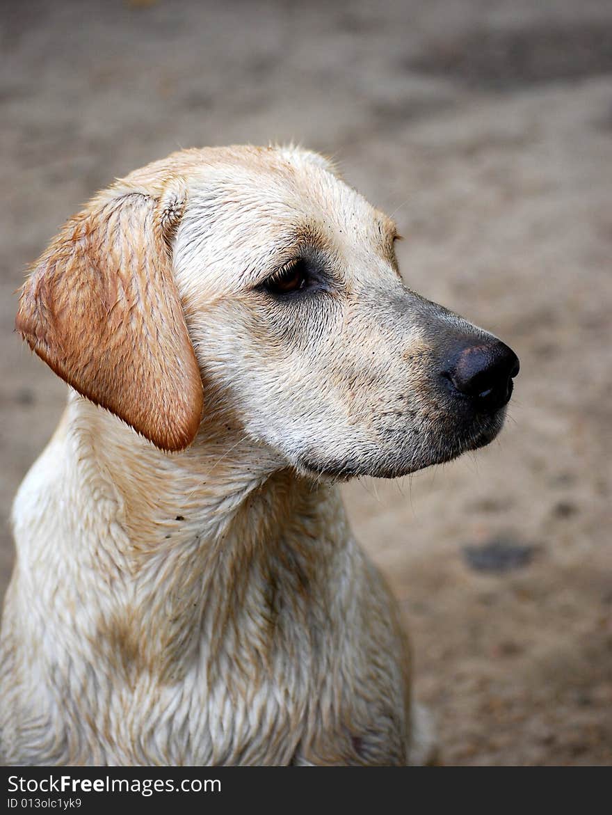 Shot of an adorable yellow labrador puppy. Shot of an adorable yellow labrador puppy