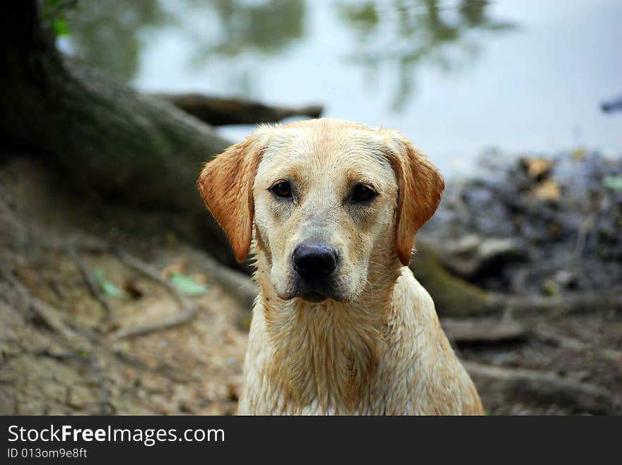 Shot of an adorable yellow labrador puppy. Shot of an adorable yellow labrador puppy