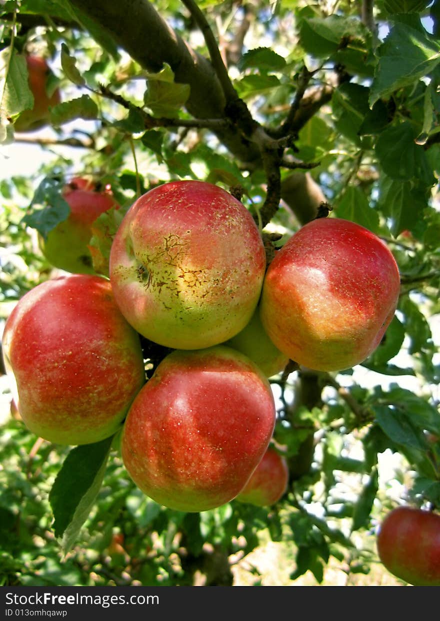 Bunch of ripen red apple on branch. Bunch of ripen red apple on branch