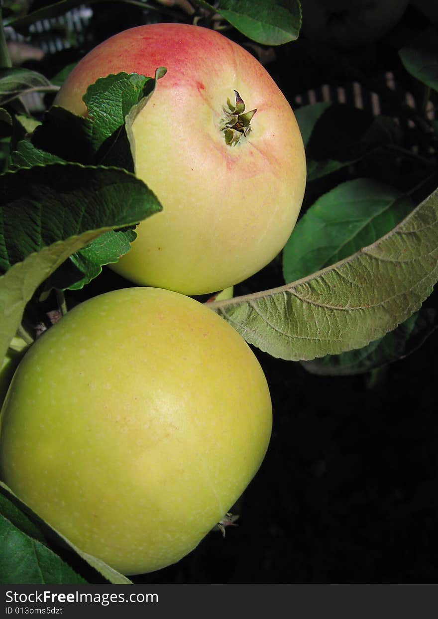 Bunch of ripen red apple on branch. Bunch of ripen red apple on branch