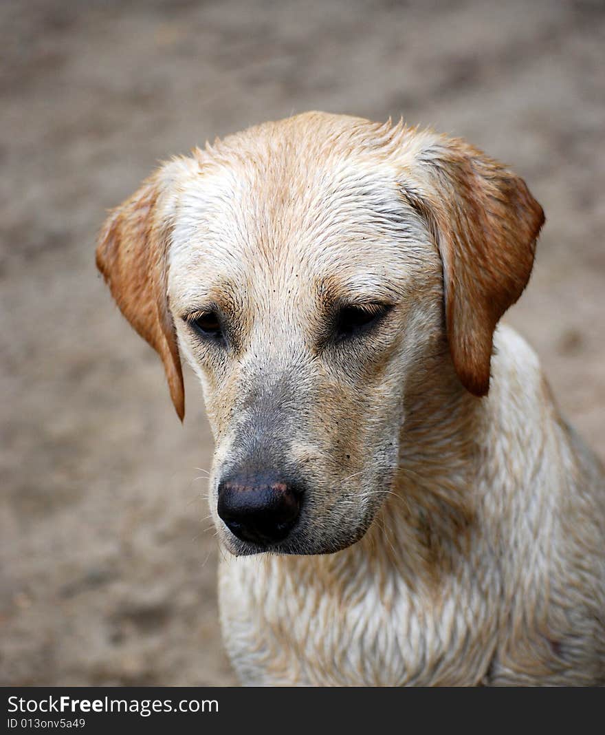 Shot of an adorable yellow labrador puppy. Shot of an adorable yellow labrador puppy