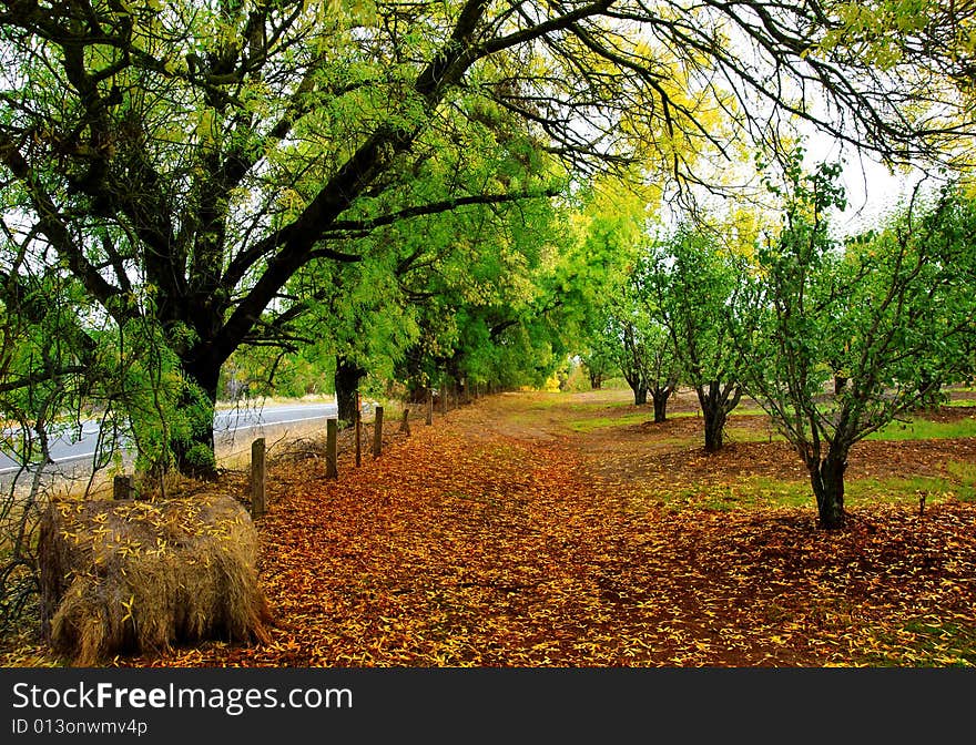 Orange Leaves scattered on ground in an orchard. Orange Leaves scattered on ground in an orchard