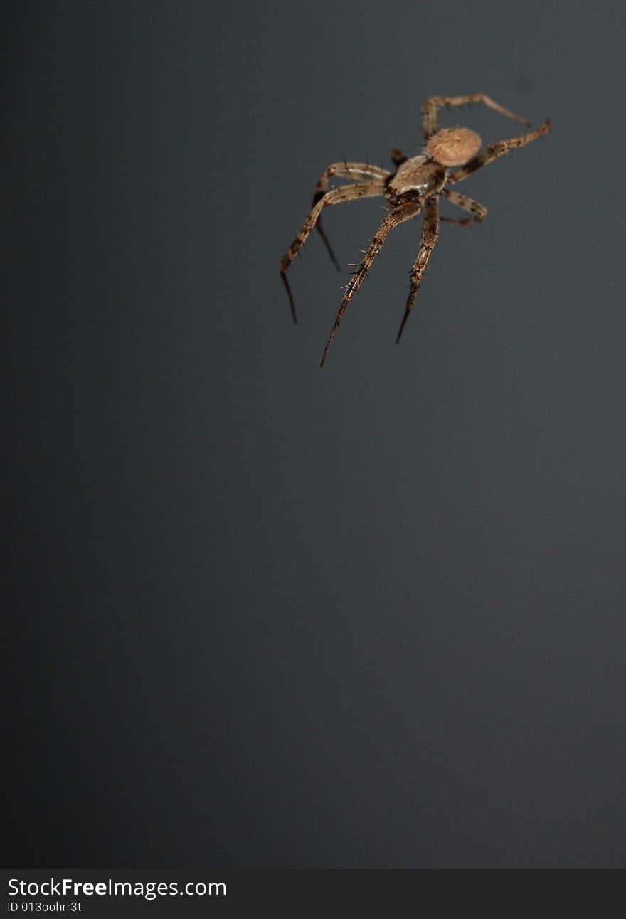 Spider weaving a web with a plain dark backgound. Spider weaving a web with a plain dark backgound