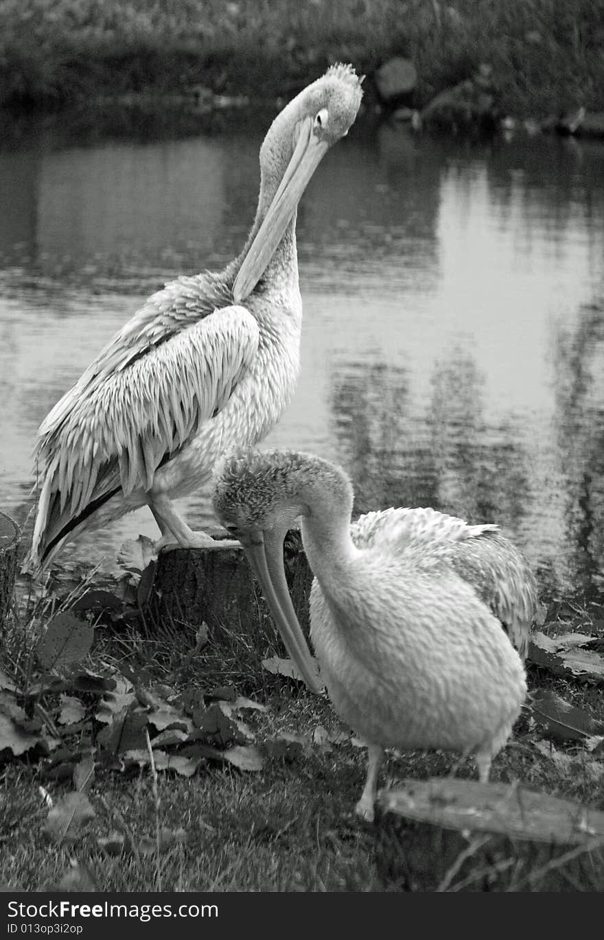 Pelicans in black and white