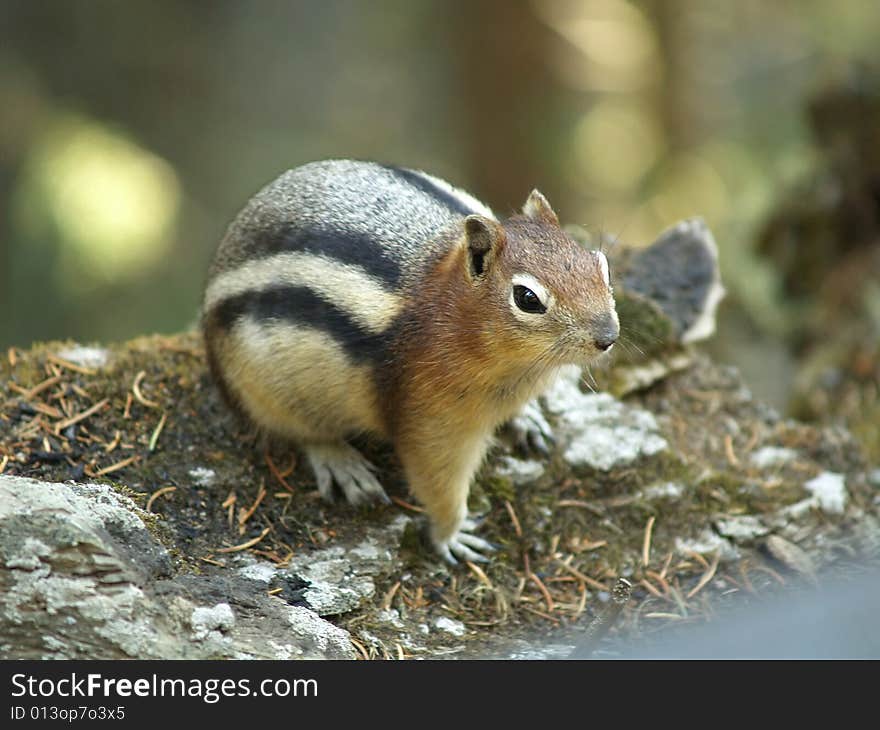 Fat chipmunk