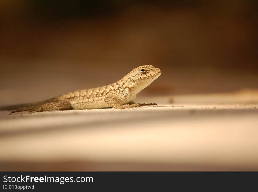 Brown Lizard Basking in the Sun with a gradient brown background