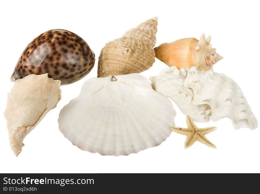 Seashells