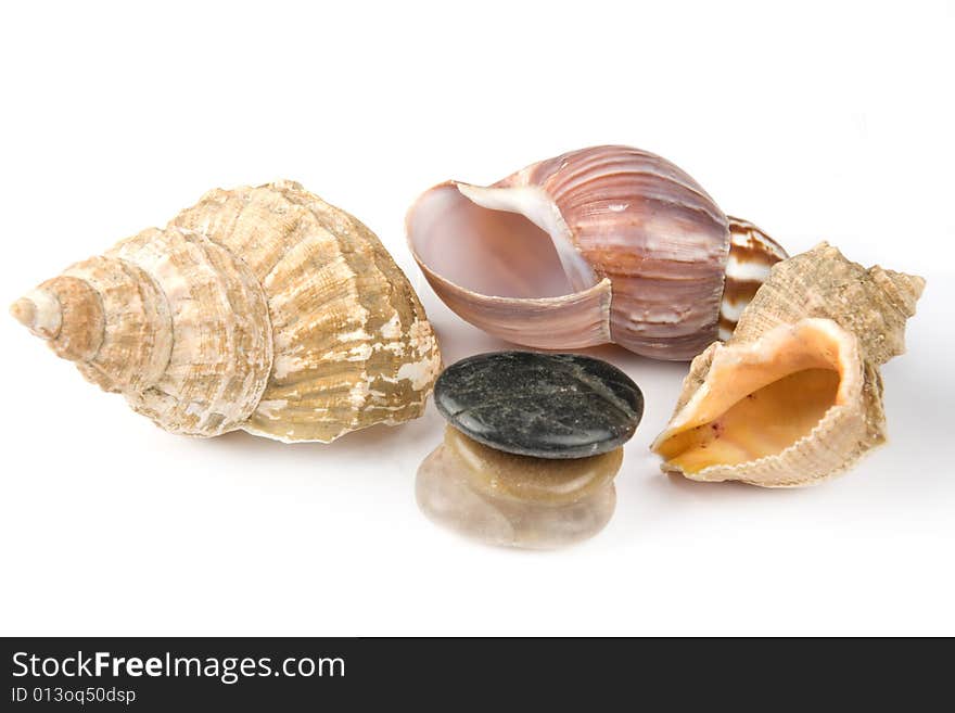 Seashells