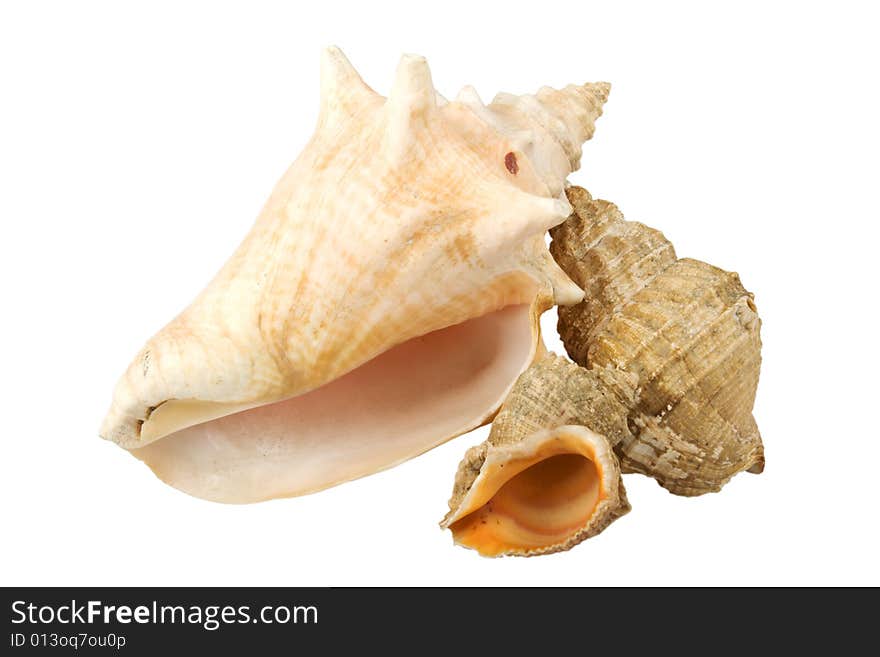 Various seashells isolated on white background