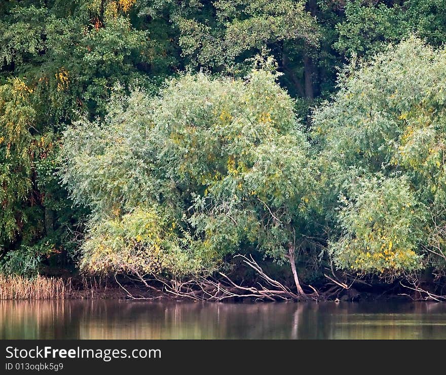 Forested Lake