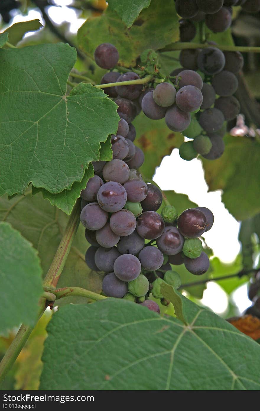 Grape