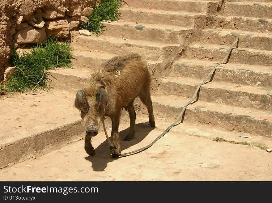 Pig walking down dirt sidewalk. Pig walking down dirt sidewalk