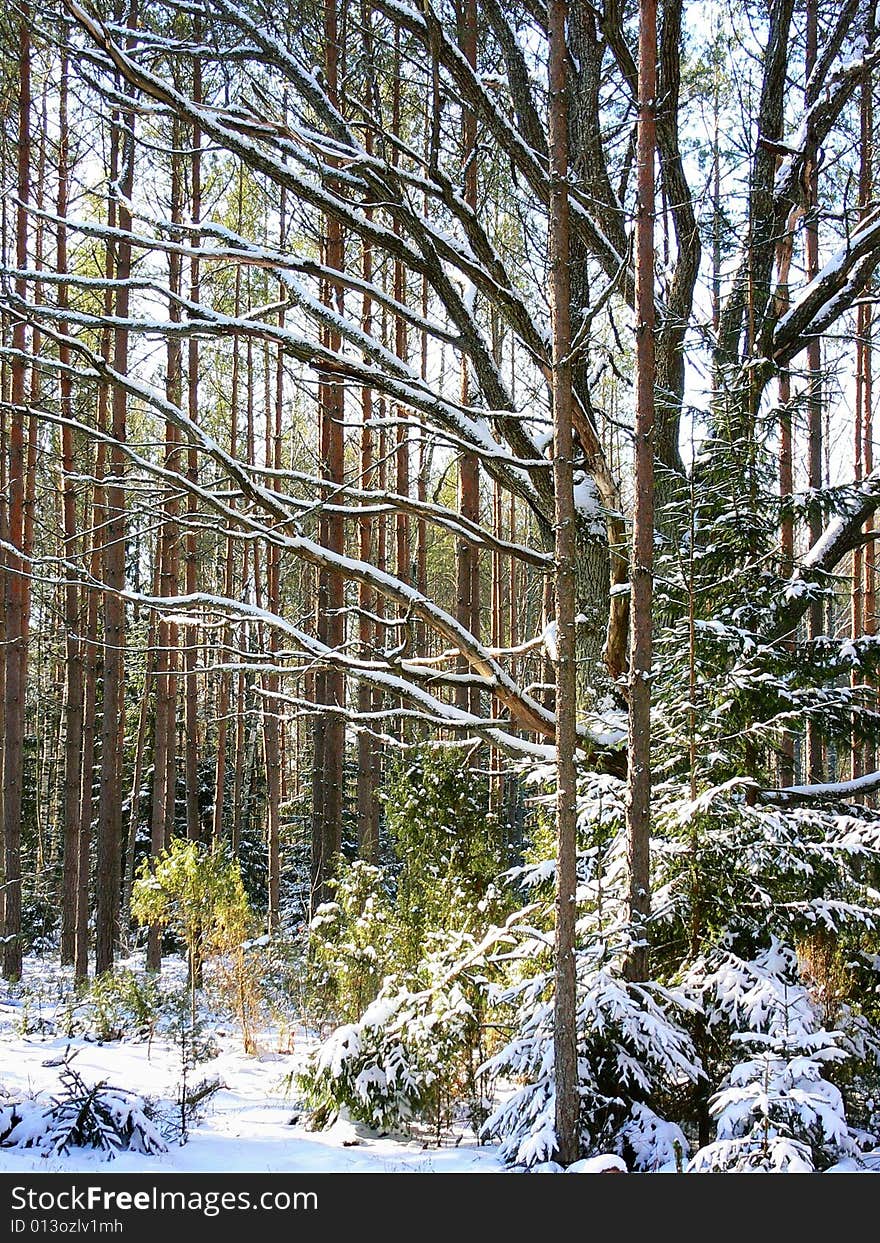 The Snow-clad tree in wood in winter. The Snow-clad tree in wood in winter