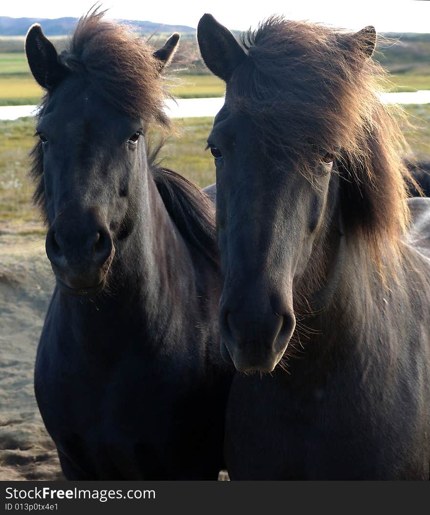 Icelandic horses