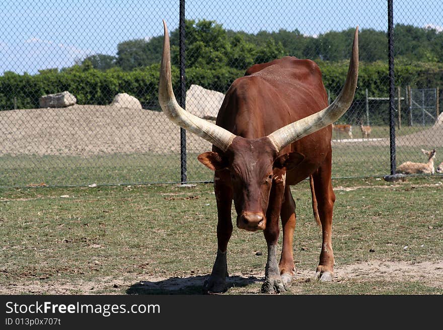 Longhorn