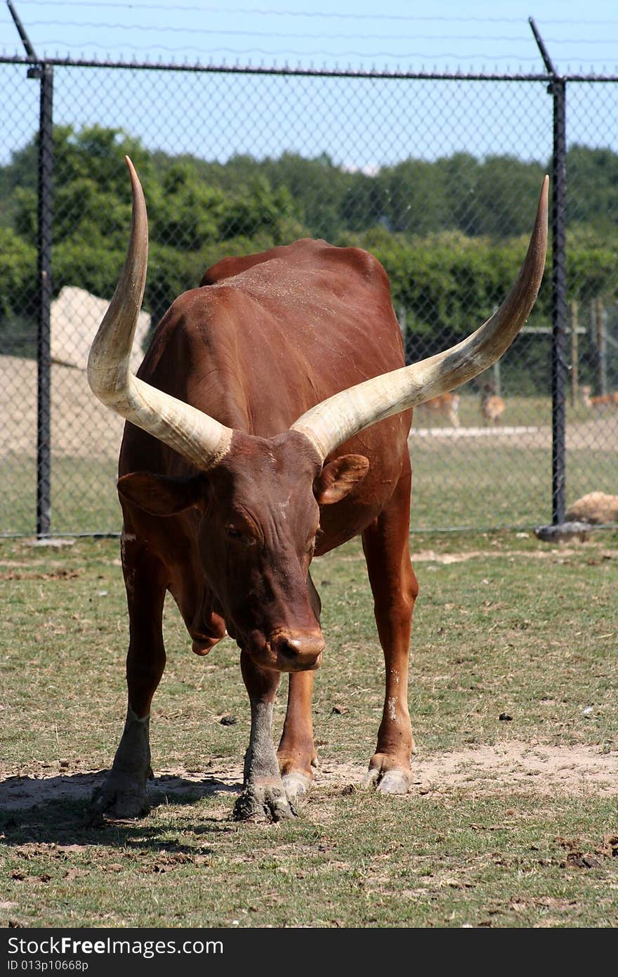 Longhorn