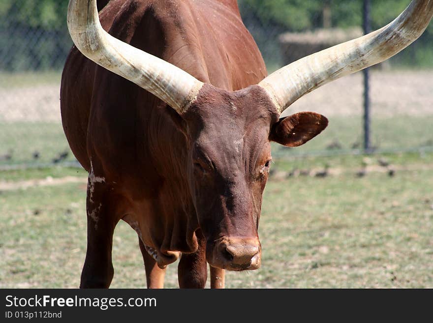 Longhorn