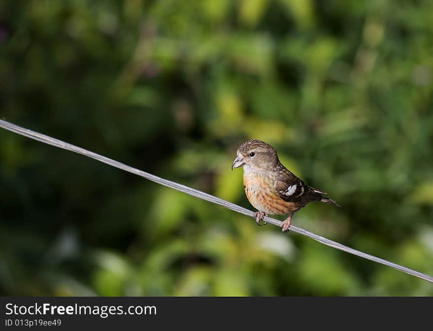 White-winged Crossbill, Loxia leucoptera