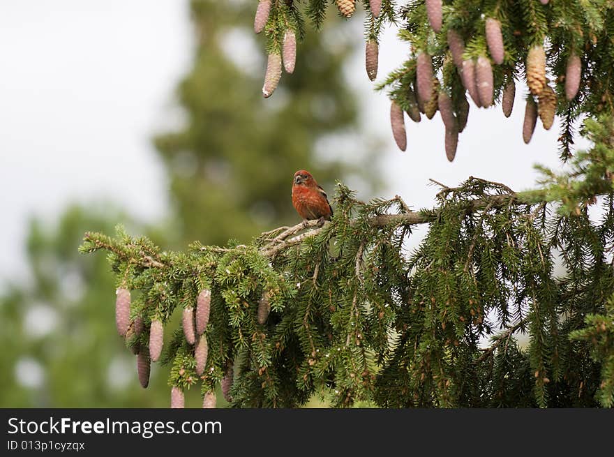 White-winged Crossbill, Loxia leucoptera