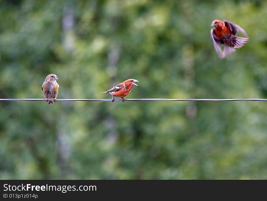 Two-barred or White-winged Crossbills, Loxia leucoptera