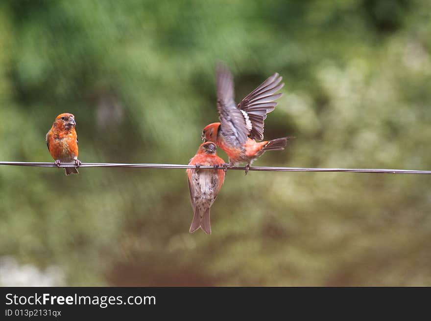 Two-barred or White-winged Crossbills, Loxia leucoptera