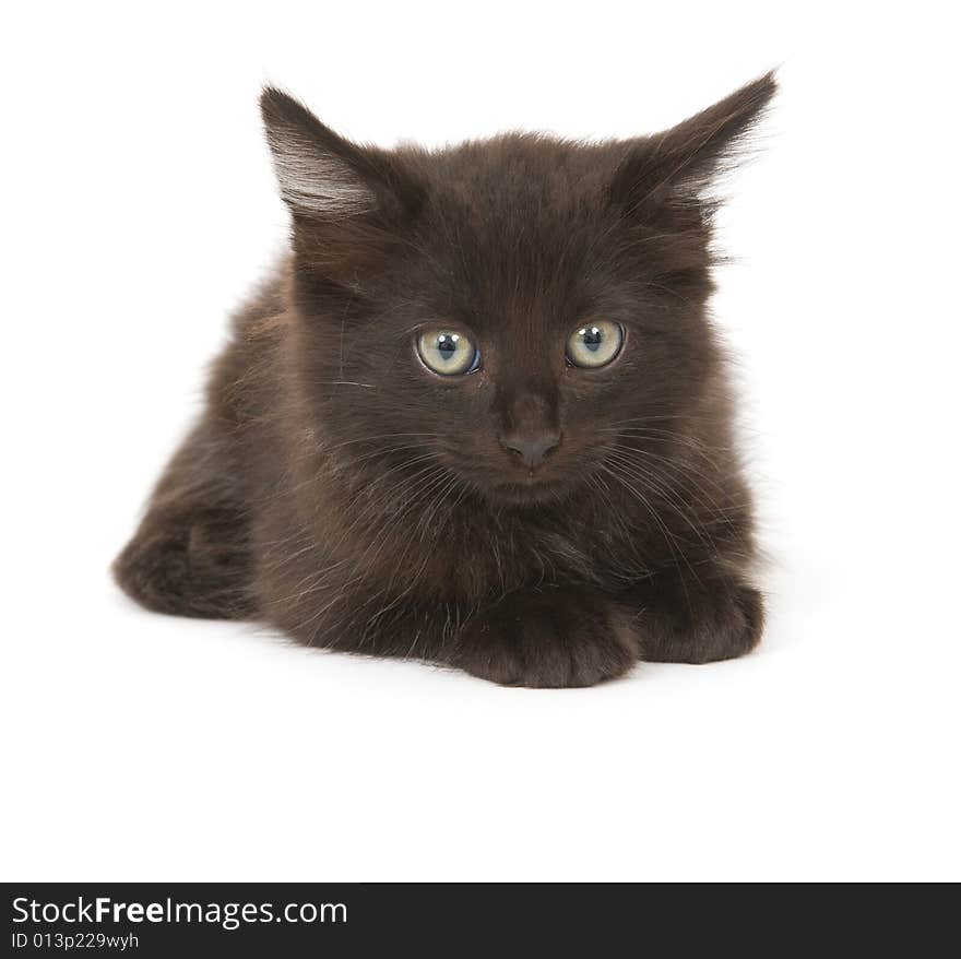 A black kitten stares at the camera on a white background. A black kitten stares at the camera on a white background