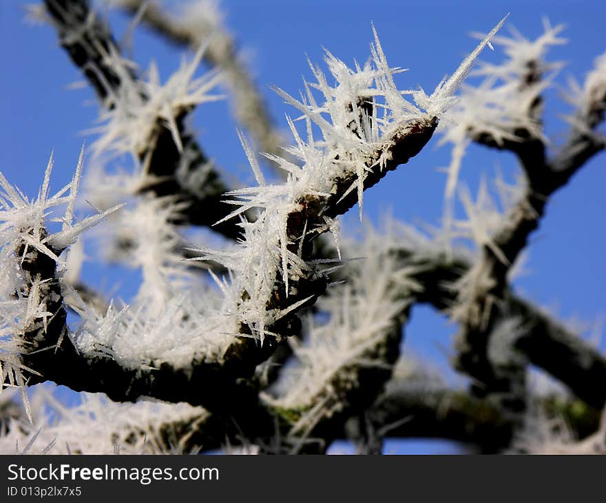 Frost on tree