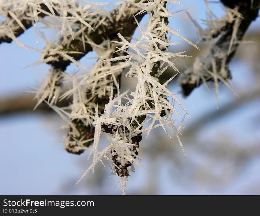 Ice formation on a branch