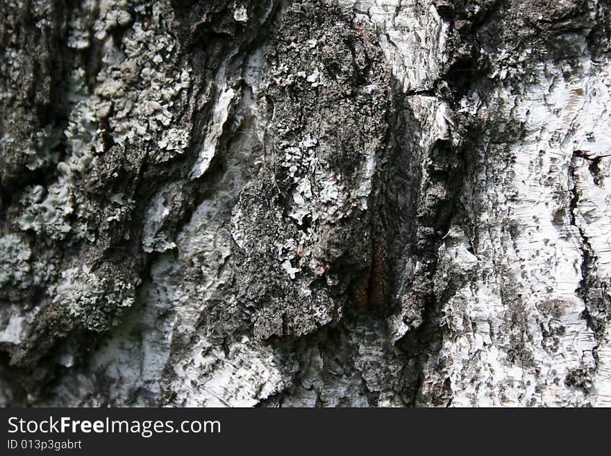 Bark of a tree of the birch