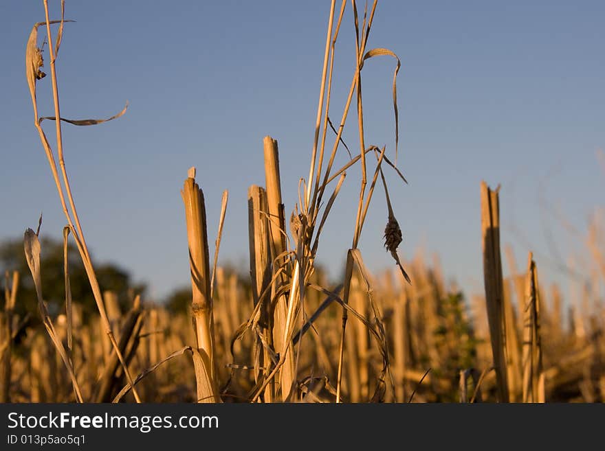 Closeup of a corn colture with blue sky