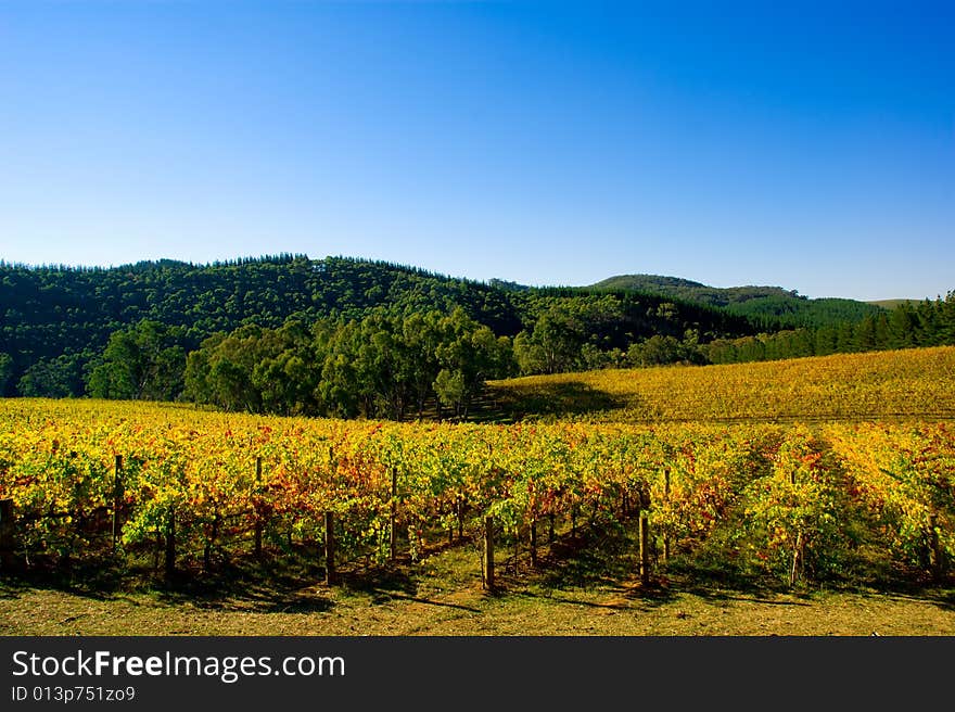 A Colourful Vineyard in Autumn. A Colourful Vineyard in Autumn