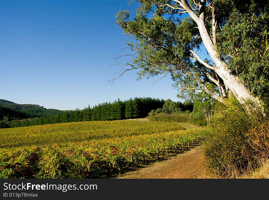 Colourful Vineyard in Autumn next to big gum tree. Colourful Vineyard in Autumn next to big gum tree