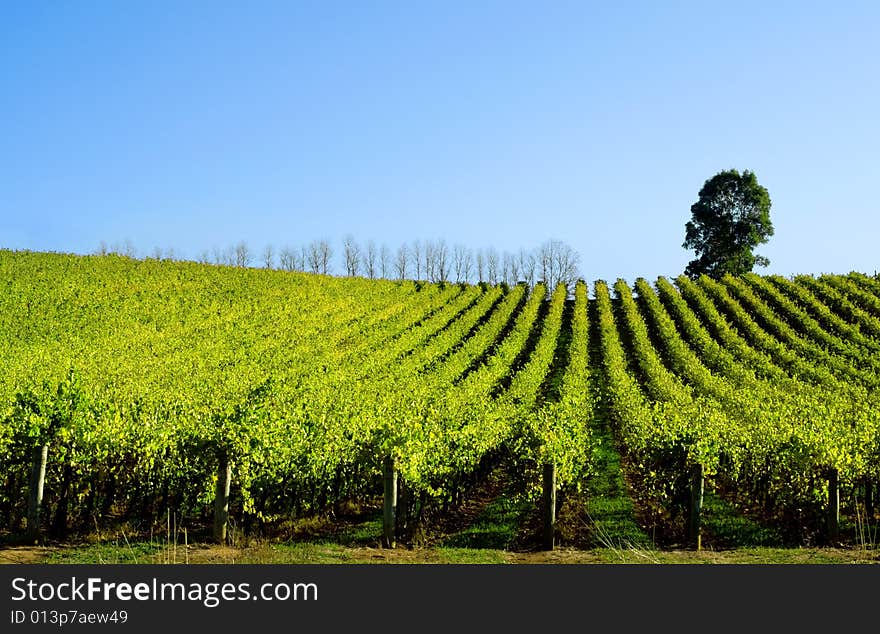 Late afternoon sun baths a scenic vineyard. Late afternoon sun baths a scenic vineyard