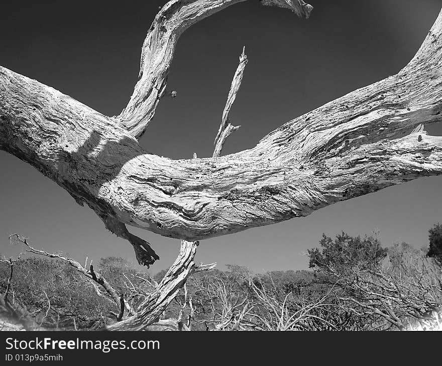 Driftwood In The Sky 2